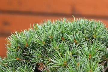 Green pine needles trimmed as bonsai.