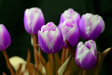 Obraz na płótnie Canvas Bouquet of unreal purple tulips on a dark background close-up
