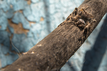 Fototapeta premium Allphotokz Spider 20150811 2741 D810