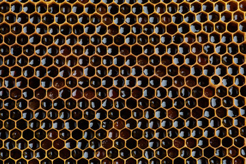 Background texture of a section of wax honeycomb from a bee hive filled with golden honey . Beekeeping concept