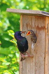 Star (Sturnus vulgaris) © MerkAngela.WH