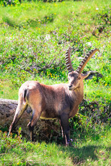 Male of Alpine ibex standing on green pasture near Chamonix in French Alps captured on vertical picture. Wild goat, horns. Steinbock, bouquetin, or simply ibex. Wildlife animals. Mountain animals