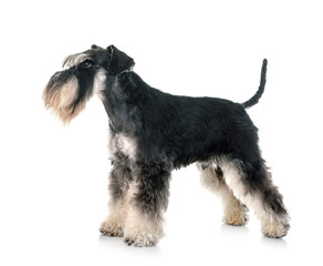 miniature schnauzer in studio