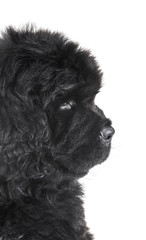 puppy newfoundland dog