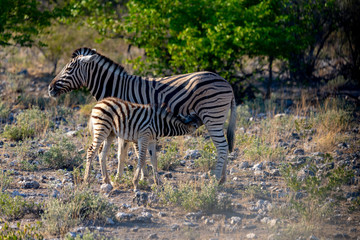 Zebras on the vast open plains of Etosha, Namibia