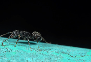 Macro Photo of Black Garden Ant on Green Floor