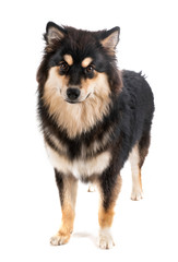 Finnish Lapphund in studio