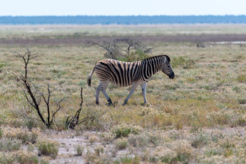 Fototapeta premium Zebras on the vast open plains of Etosha, Namibia