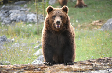 Obraz premium Regard d'un ours