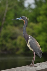 Blue Heron with green defused background 