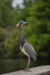 Blue Heron with green defused background 