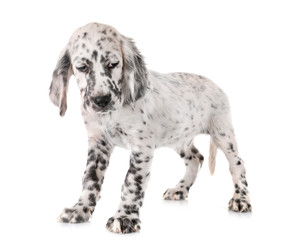 puppy english setter