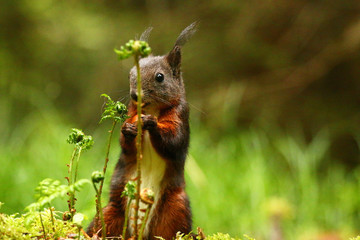 im Leben eines Eichhörnchens © MerkAngela.WH