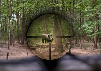 Fotobehang Wild hog seen through rifle scope © Xalanx