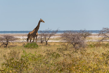 giraffes in etosha national park in namibia
