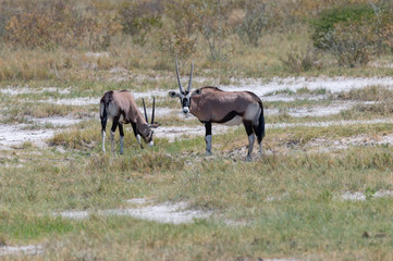 Waterhole in Etosha teeming with many different varieties of animals including, giraffe, zebra, springbok, Oryx