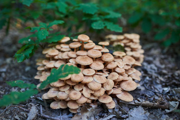 Raw agaric honey edible mushrooms