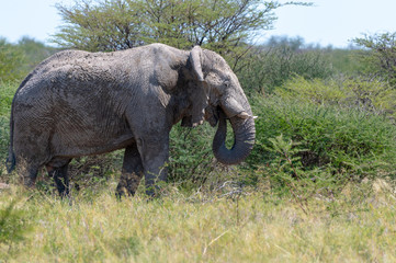 African elephant in Etosha national park