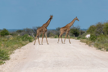 giraffes in etosha national park in namibia
