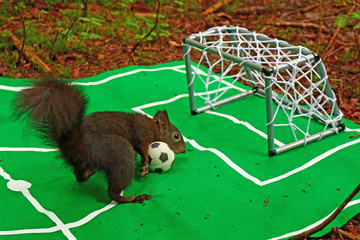 im Leben eines Eichhörnchens © MerkAngela.WH