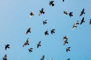 school of sparrow at blue sky