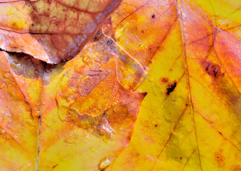 close on colorful golden dead leaf covered with wet and ice