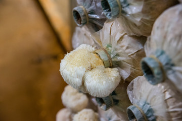 Close up Monkey head mushroom in Thailand Fungi fram