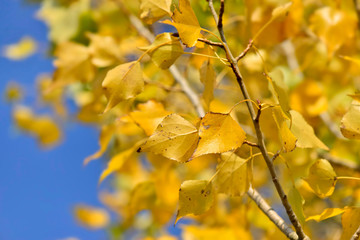 Obraz premium close on a colorful yellow foliage of a birch background