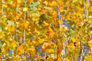 close on a colorful yellow foliage background