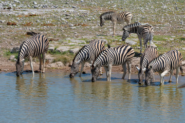 Fototapeta na wymiar Zebras on the vast open plains of Etosha, Namibia