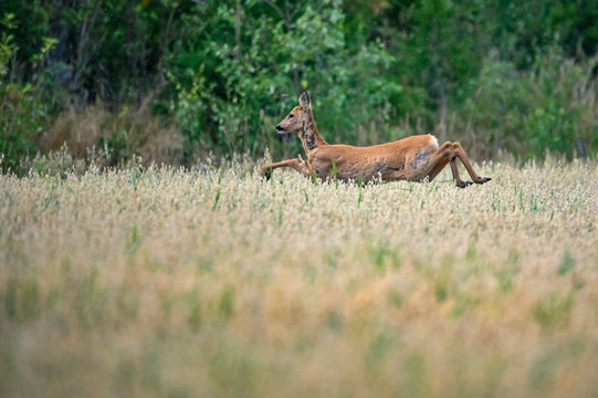 Roe Deer Jumping Through A Field In A Summer Evening