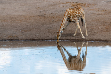 Fototapeta na wymiar giraffes in etosha national park in namibia