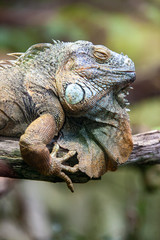 Iguane