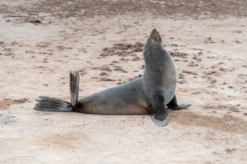 Waterhole in Etosha teeming with many different varieties of animals including, giraffe, zebra, springbok, Oryx