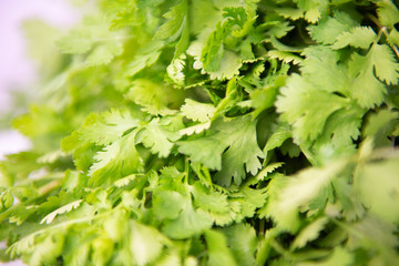 Fresh raw green cilantro. Farm seasonal spanish verdure, fruits and vegetables. Potherb. Green meat