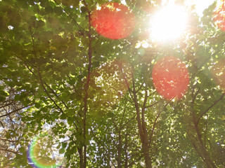 Fototapeta na wymiar bright summer sun shines through the foliage of trees