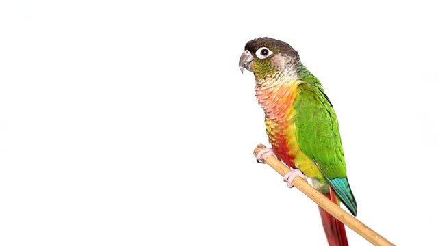 Beautiful colorful parrot, Sun conure parakeet (Aratinga solstitialis) on white background