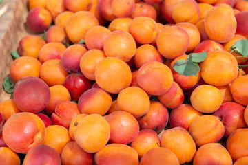 Fresh raw ripe juicy sweet apricots sold on outdoor market. Farm seasonal spanish fruits and vegetables