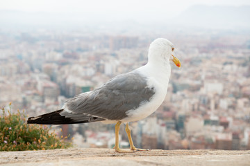 Albatross over background of panorama of Alicante (Spain). City view from Mount Santa Barbara with bird foreground