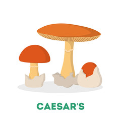 Amanita caesarea mushroom