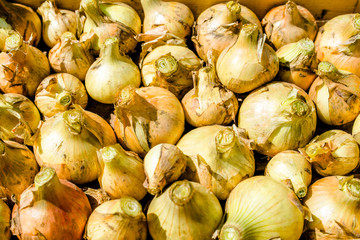 The harvest of onions is in the box