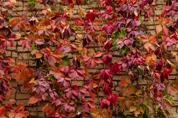 Autumn colors. Early leaves of ornamental grapes. Selective focus.