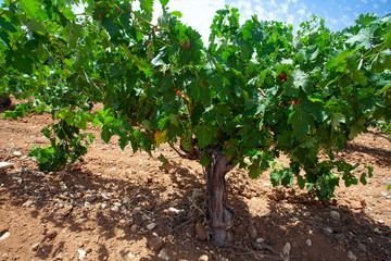 Fototapeta na wymiar green grapes growing in Spain