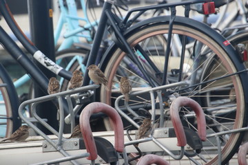 Fototapeta premium August 2019, Zwolle, the Netherlands - Public transportation around the station area