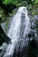 Fototapeta na wymiar high waterfall in dark forest dark green plants around, logs below of waterfall