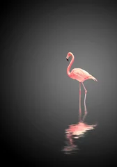 Gordijnen Flamingo on black background © frenta