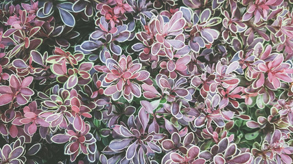  beautiful unusual plants in the garden