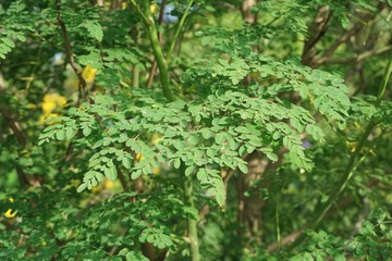 fresh green Moringa oleifera plant  in nature garden