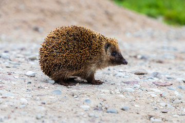 knitted hedgehog walks across the street