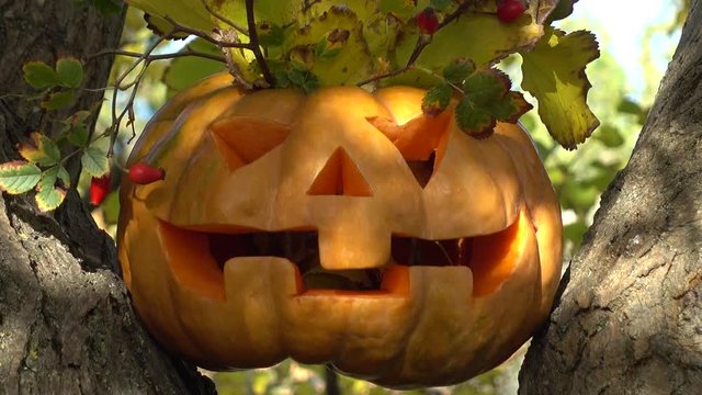 Spooky halloween pumpkin. Shooting on a tree in the wood.